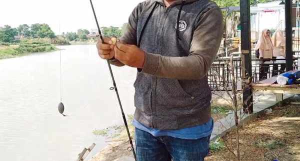 Umpan ikan patin alami