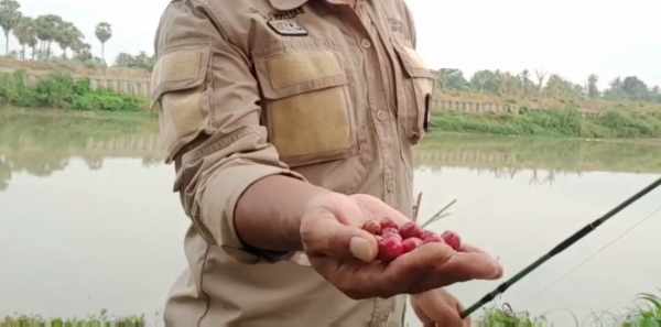 Umpan ikan patin galatama