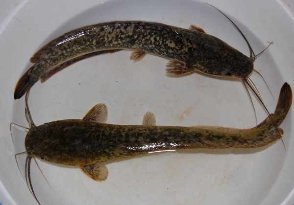 Umpan untuk ikan lele