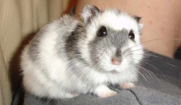 Cara merawat hamster yang baik dan benar