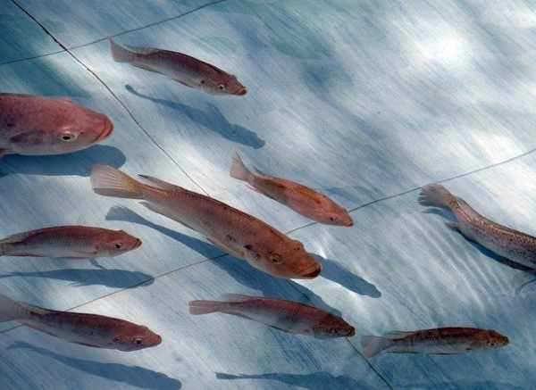 Cara ternak ikan nila di kolam terpal dan beton