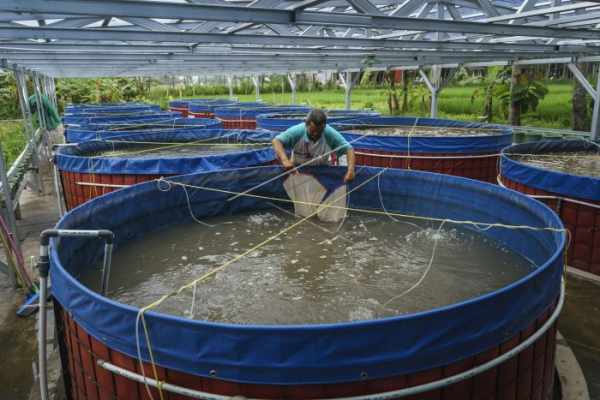 Harga bibit lele per ekor, per kg, per box