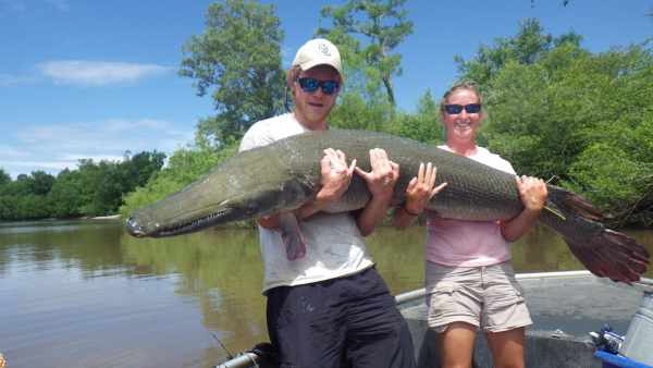 Harga ikan aligator semua jenis