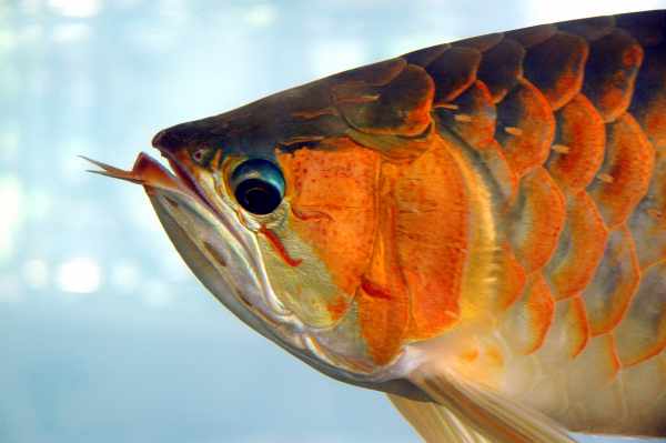 Harga ikan arwana super red, silver, golden red, albino