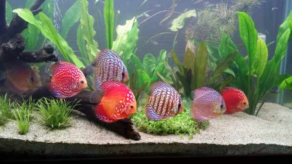 Harga ikan discus anakan dan dewasa