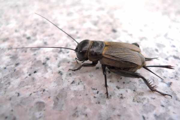 Jangkrik sebagai makanan ikan arwana