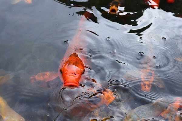 Jenis ikan koi termahal dan tercantik