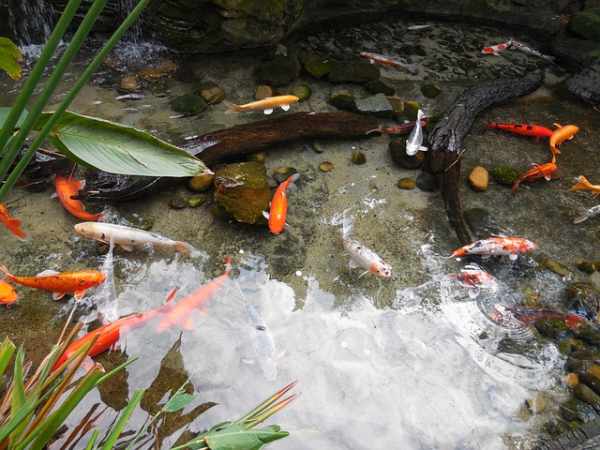 Panduan membuat kolam ikan sederhana