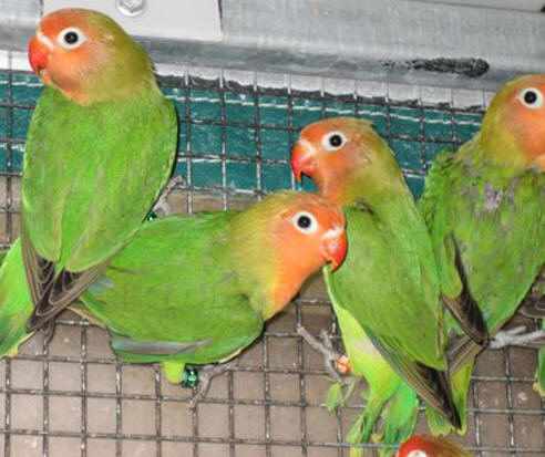 Burung lovebird nyasa