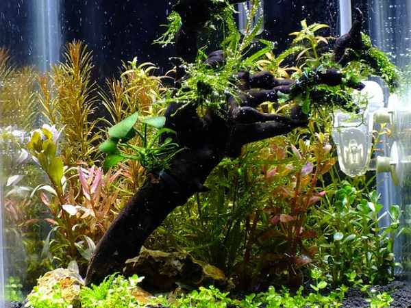Cara membuat aquascape sederhana