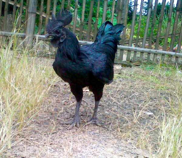 Ciri-ciri ayam cemani asli