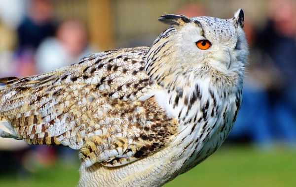 Harga burung hantu celepuk, jinak, anakan