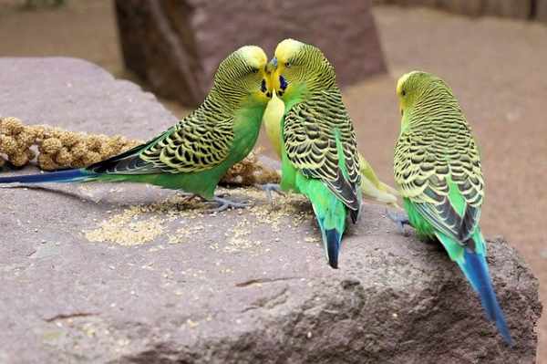 Harga burung parkit australia, lokal, jinak, anakan