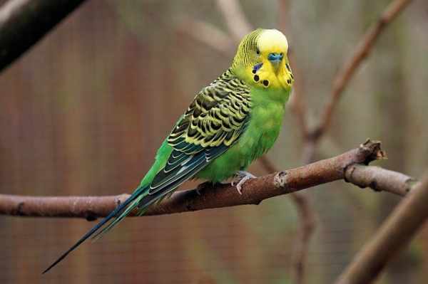 Harga burung parkit terbaru