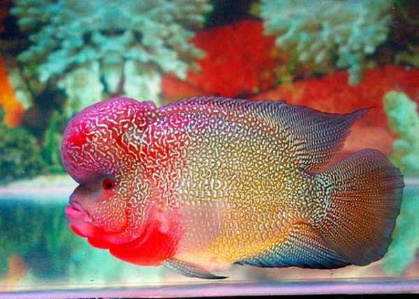 Harga ikan louhan kamfa, anakan, cencu, srd