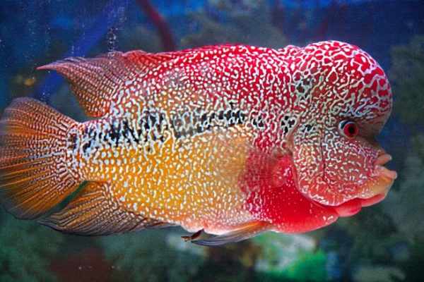 Harga ikan louhan terbaru