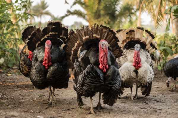 Jenis ayam kalkun