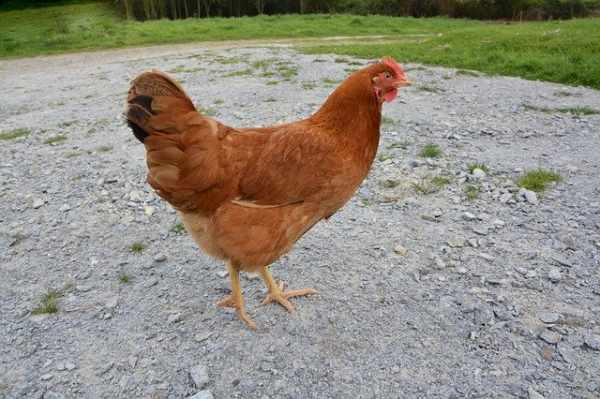 Jenis ayam petelur