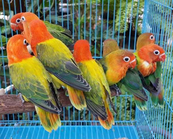 Jenis burung lovebird biola
