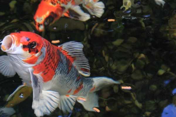 Jenis-jenis ikan koi lokal