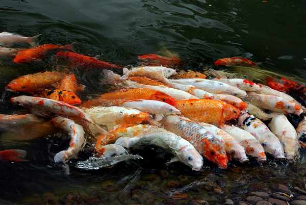 Jenis-jenis ikan koi termahal di dunia