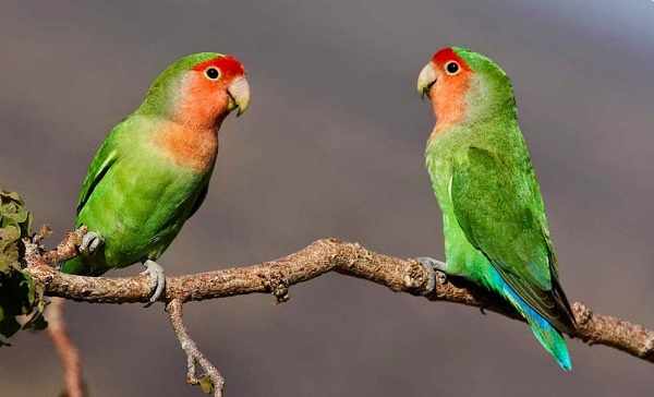 Jenis lovebird muka salem