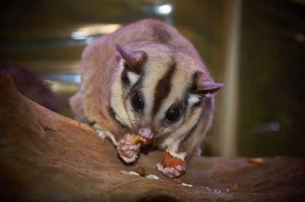 Makanan sugar glider umur 2 bulan