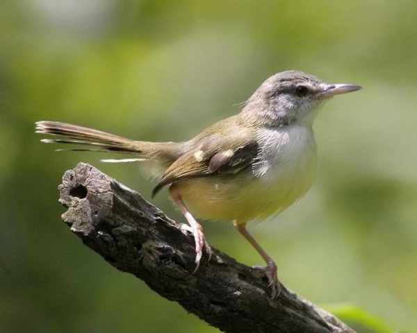 Burung ciblek kicau