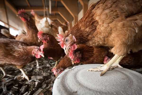 Cara ternak ayam petelur pemula