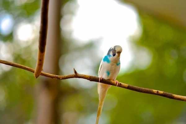 Daftar harga burung kenari lokal