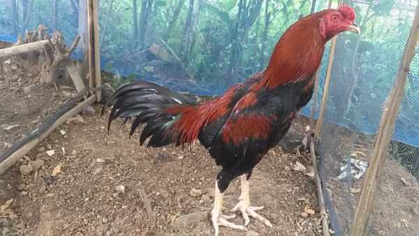 Harga ayam bangkok super