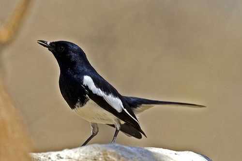 Harga burung kacer anakan