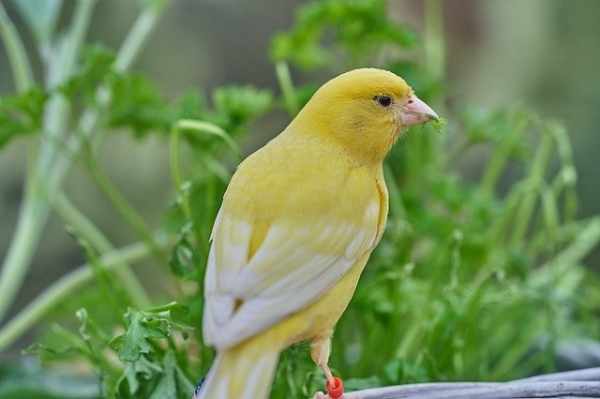 Harga burung kenari
