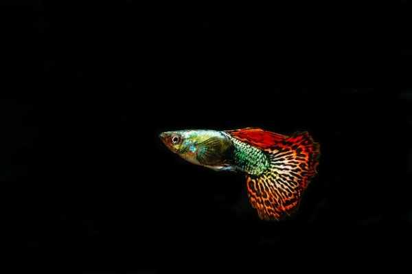 Harga ikan guppy lokal, murah, termahal