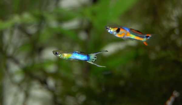 Harga ikan guppy terbaru