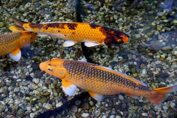 Harga ikan mas bibit, kecil, dewasa per kg