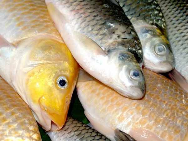 Harga ikan mas