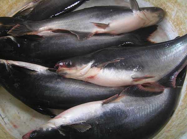 Harga ikan patin per kg
