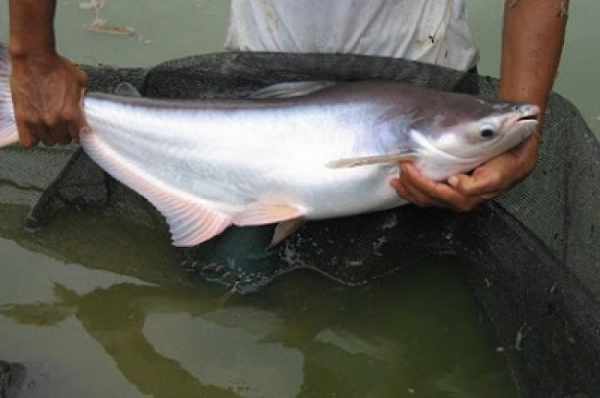 Harga ikan patin