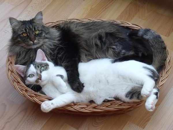 Harga kucing maine coon dewasa dan anakan