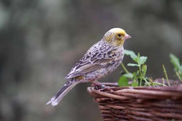 Jenis burung kenari gacor