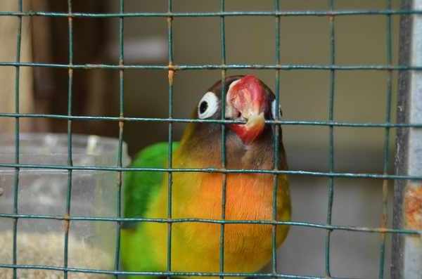 Jenis burung kicau di Indonesia