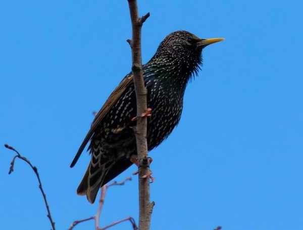 Jenis burung kicau, jalak