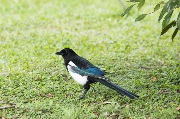 Jenis burung kicau, murai batu