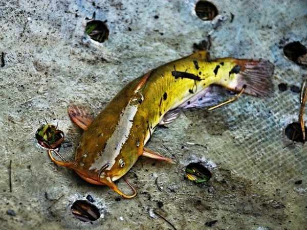 Jenis-jenis ikan lele dan harganya