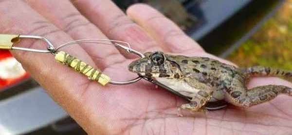 Umpan mancing ikan gabus