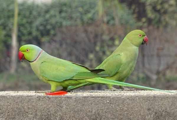 Makanan burung parkit agar cepat bertelur
