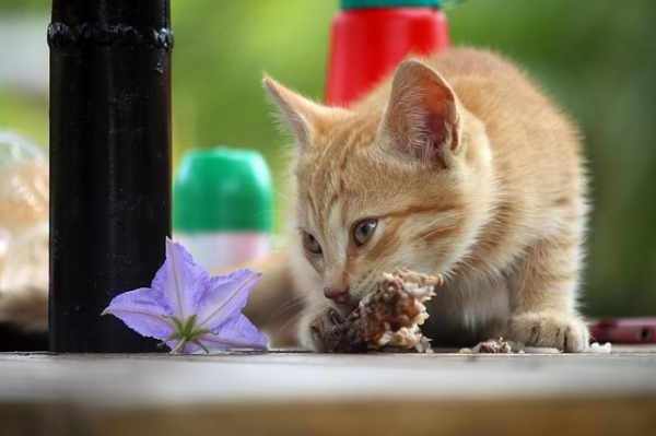 Makanan untuk kucing kampung