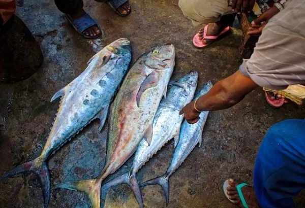 Manfaat ikan tuna dan harganya
