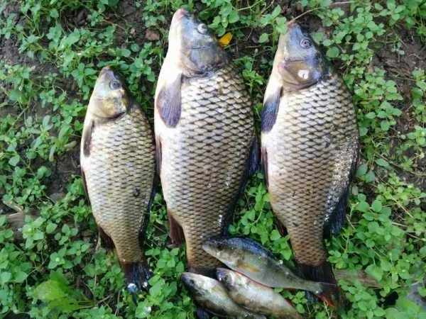 Manfaat, jenis, harga ikan nila lengkap